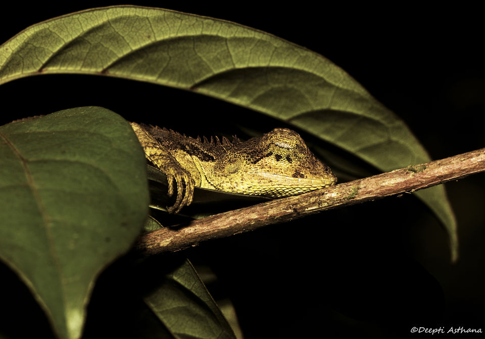 Photo of Time to kiss the frog? Visit Agumbe 4/9 by Deepti Asthana