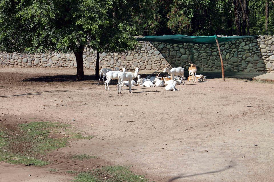 Photo of My trip to Chhatbir Zoo - adjacent to Chandigarh - Haryana - India 6/12 by Shayaan Ahmad Noori