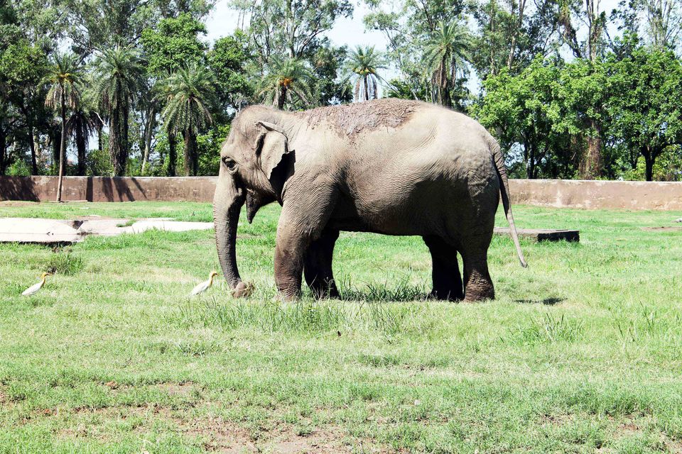 Photo of My trip to Chhatbir Zoo - adjacent to Chandigarh - Haryana - India 10/12 by Shayaan Ahmad Noori