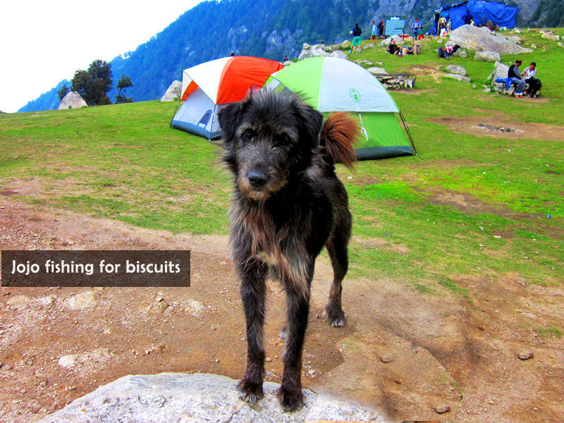 Photo of The real story of Dharamshala in 9 breathtaking Dharamshala pics 11/12 by Anmol Arora (Boring Traveller)
