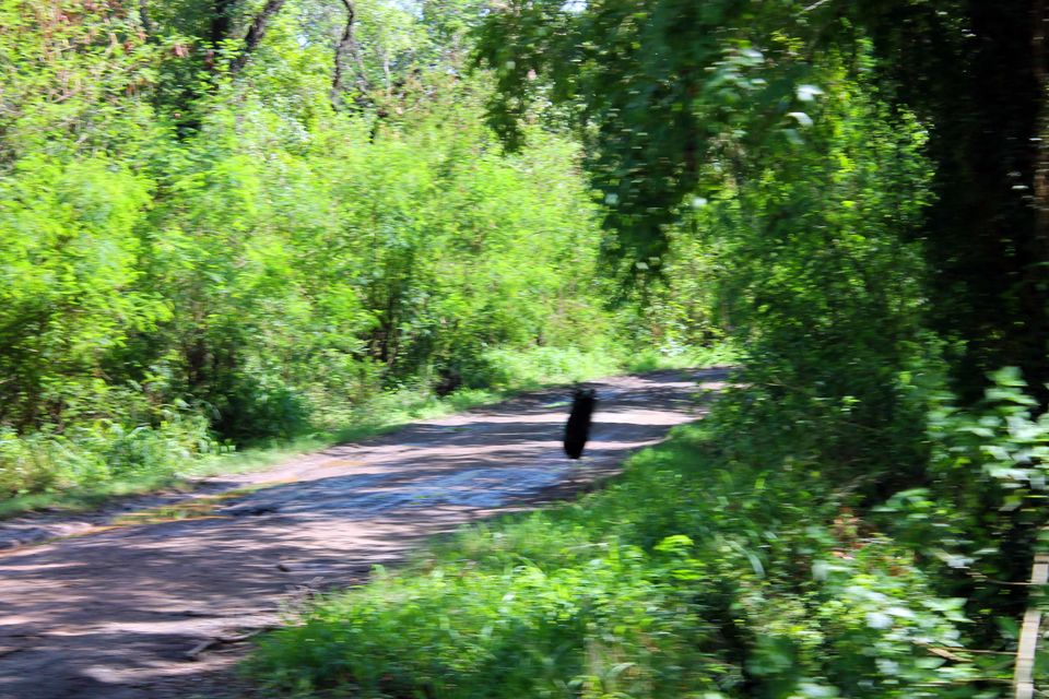 Photo of My trip to Chhatbir Zoo - adjacent to Chandigarh - Haryana - India 8/12 by Shayaan Ahmad Noori