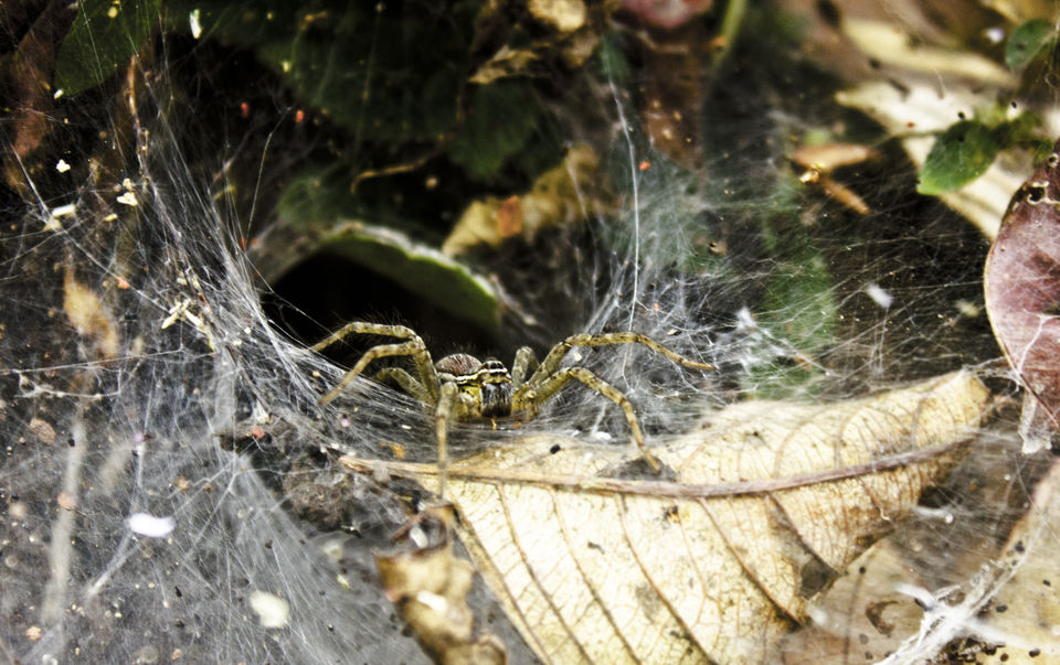 Photo of Time to kiss the frog? Visit Agumbe 5/9 by Deepti Asthana