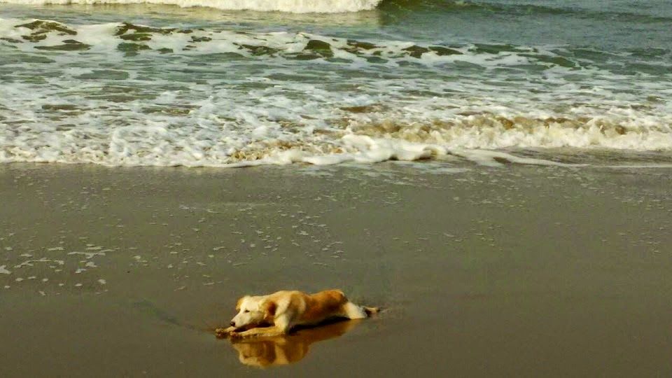 Photo of Things To Do In Gokarna 5/14 by Anu