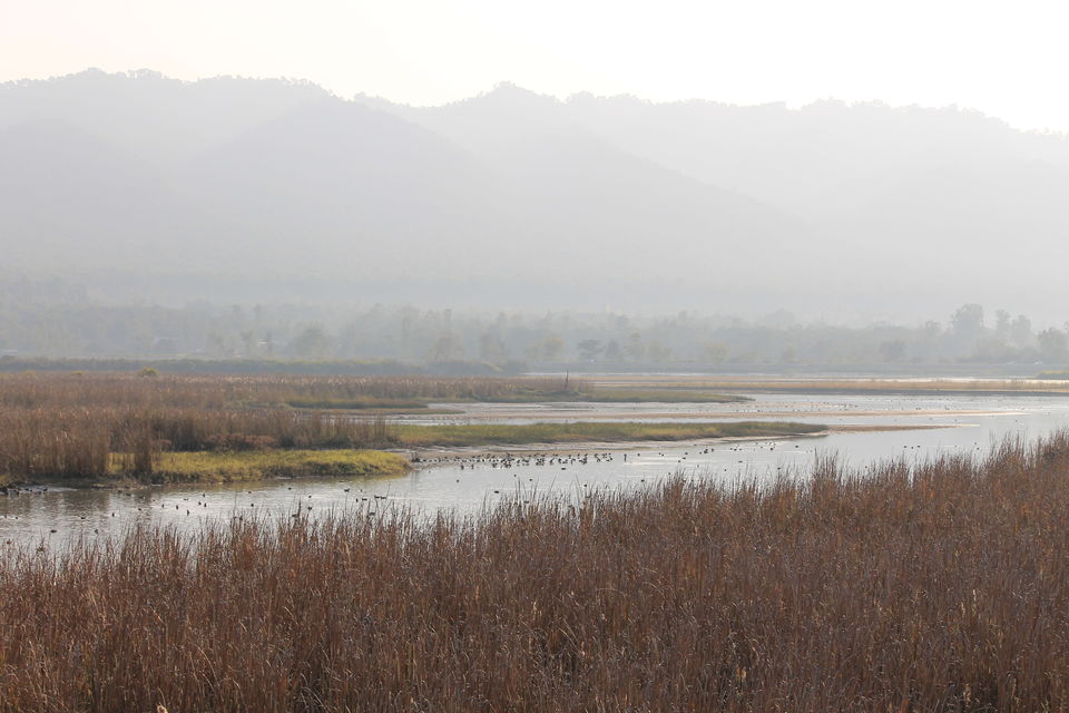Photo of Asan Wetlands - Uttarakhand: A bird watcher's paradise 11/12 by Gaurav Sharma