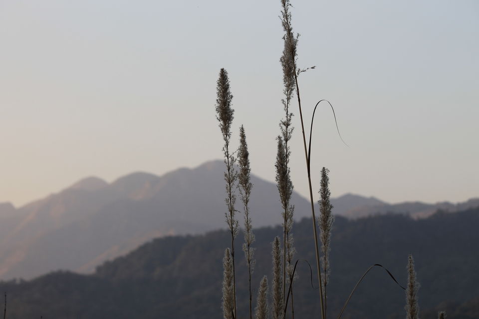 Photo of Asan Wetlands - Uttarakhand: A bird watcher's paradise 12/12 by Gaurav Sharma