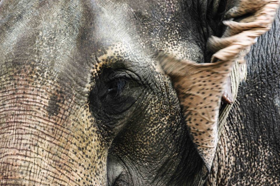 Photo of Chasing the wild in Kaziranga 8/9 by Deepti Asthana