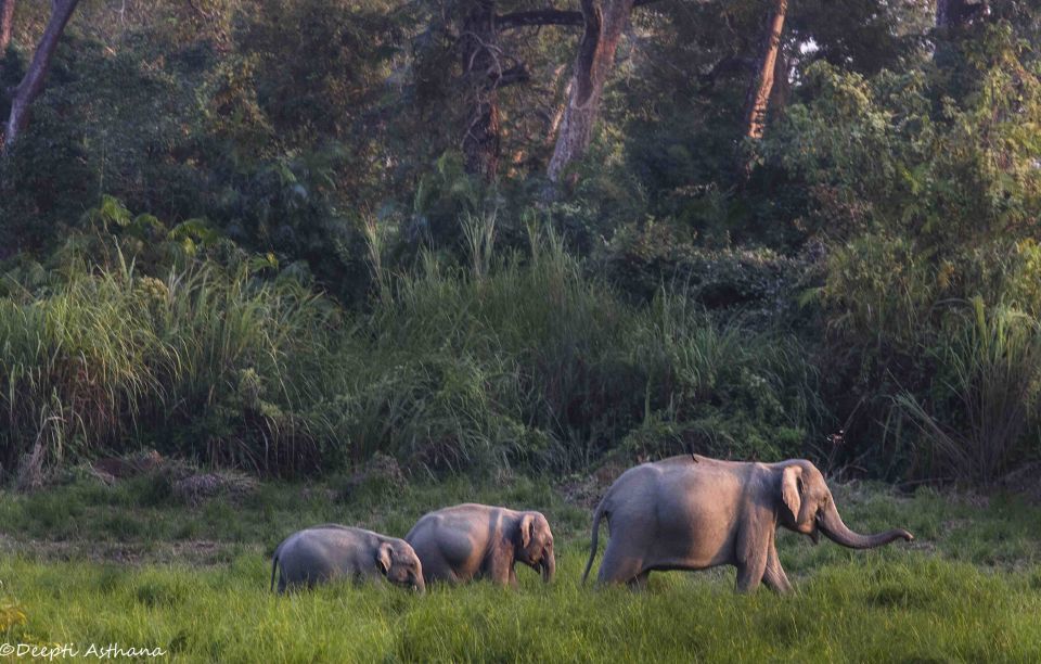 Photo of Chasing the wild in Kaziranga 7/9 by Deepti Asthana