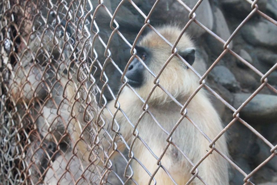 Photo of My trip to Chhatbir Zoo - adjacent to Chandigarh - Haryana - India 12/12 by Shayaan Ahmad Noori