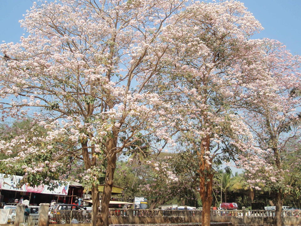 Photo of 9 Reasons Goa Is So Much More Than Just Its Beaches 12/17 by Gunjan Upreti