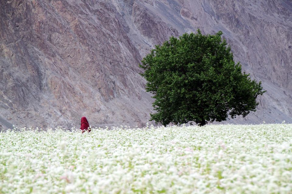 Photo of 11 best photos of India that prove travelling in this country is a romantic chase 4/11 by Disha Kapkoti