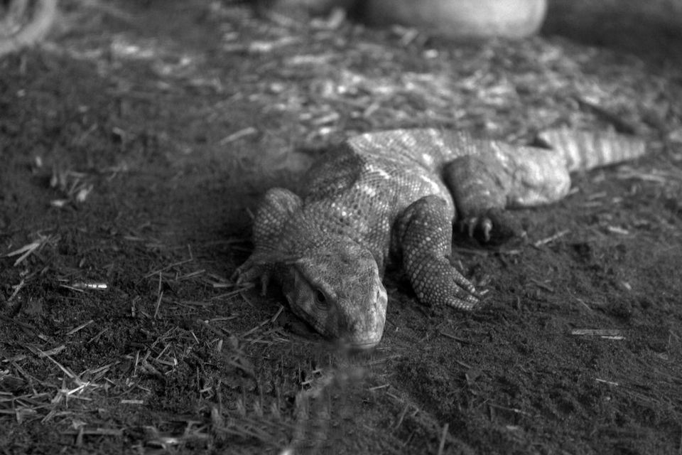Photo of My trip to Chhatbir Zoo - adjacent to Chandigarh - Haryana - India 11/12 by Shayaan Ahmad Noori