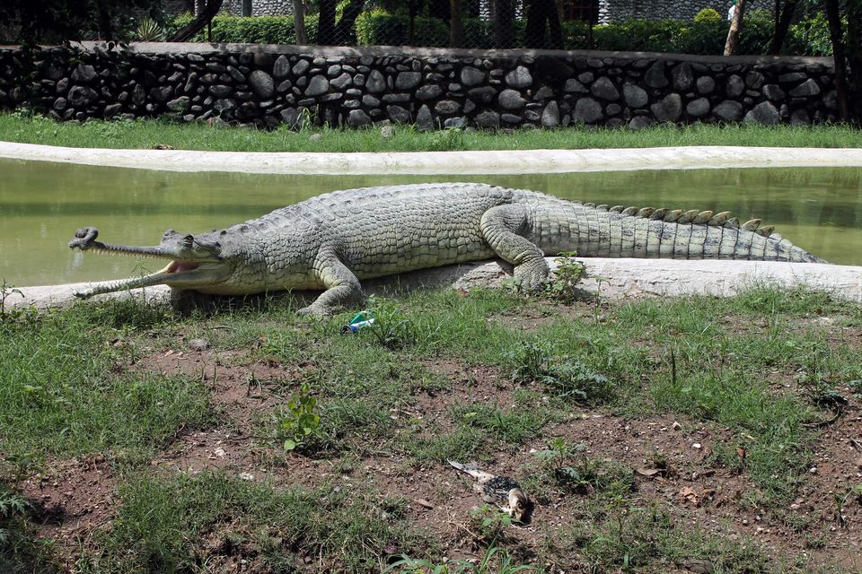 Photo of My trip to Chhatbir Zoo - adjacent to Chandigarh - Haryana - India 4/12 by Shayaan Ahmad Noori