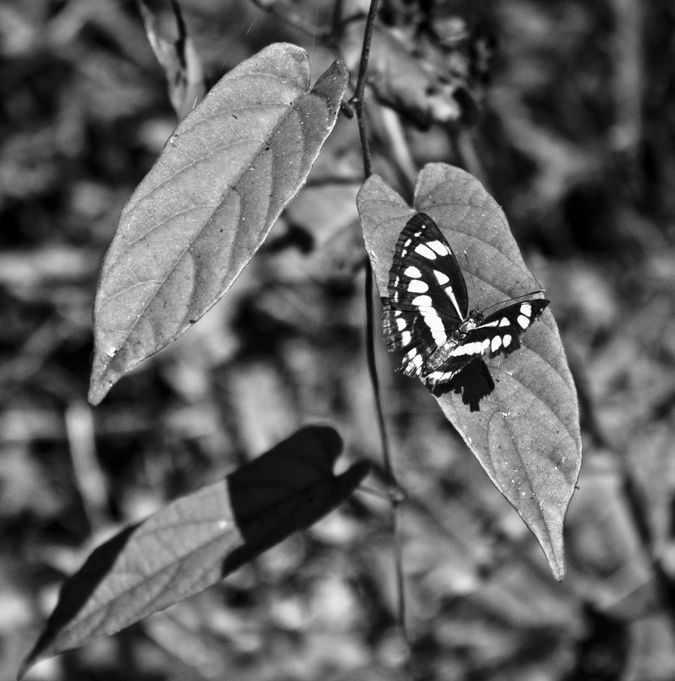 Photo of Time to kiss the frog? Visit Agumbe 6/9 by Deepti Asthana