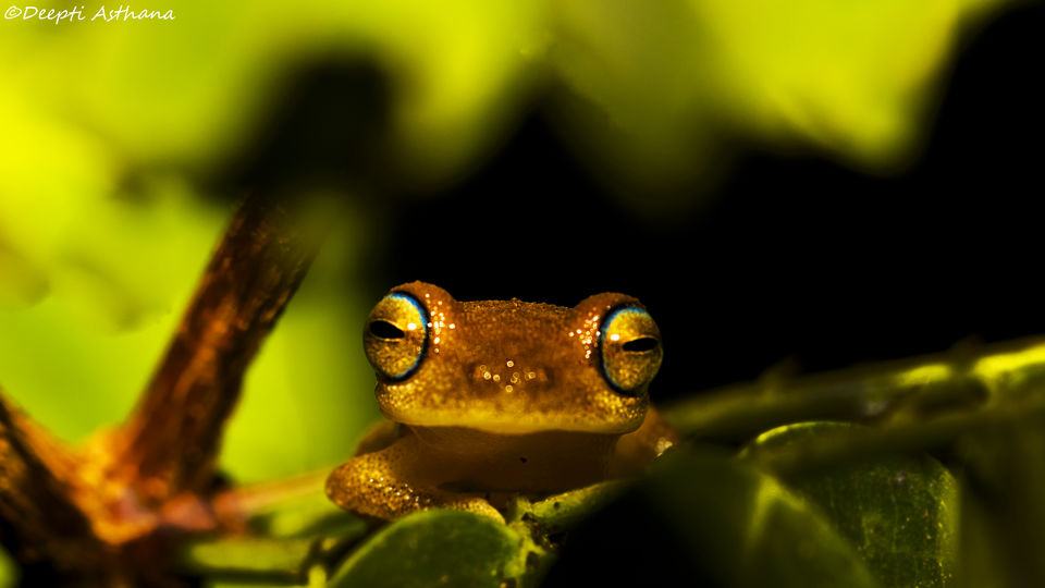 Photo of Time to kiss the frog? Visit Agumbe 7/9 by Deepti Asthana