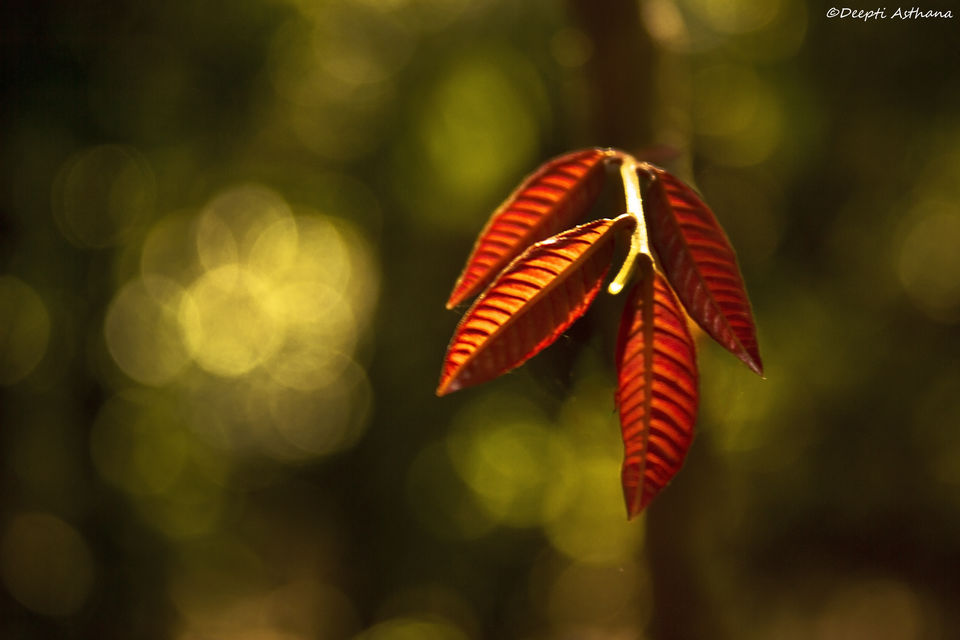 Photo of Time to kiss the frog? Visit Agumbe 8/9 by Deepti Asthana