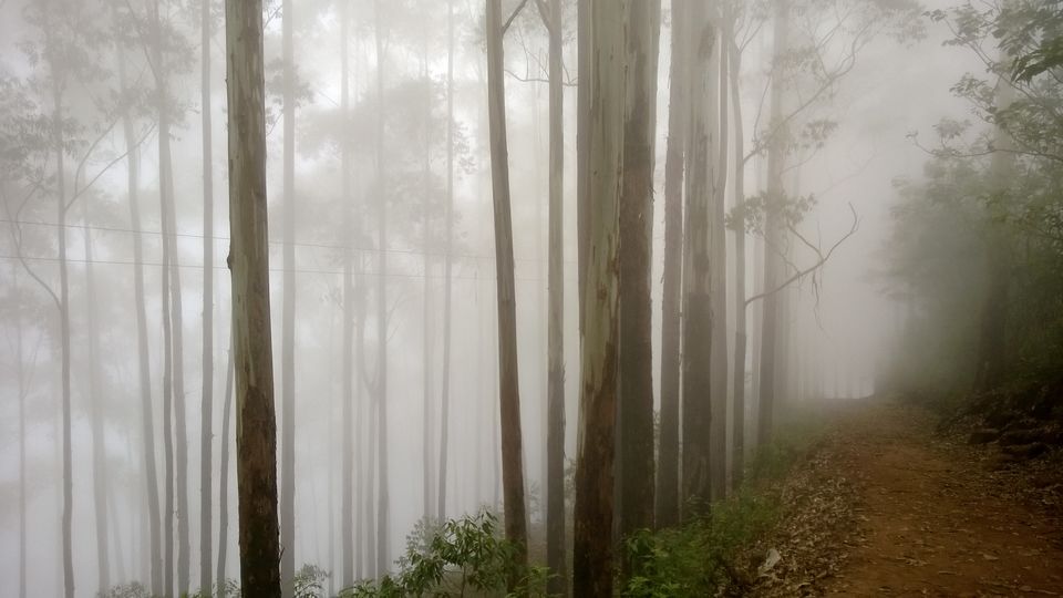 Photo of A weekend getaway - Kodaikanal 9/45 by Monali Monalisa