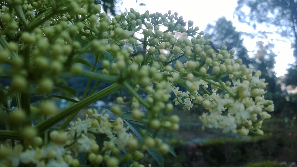 Photo of A weekend getaway - Kodaikanal 42/45 by Monali Monalisa