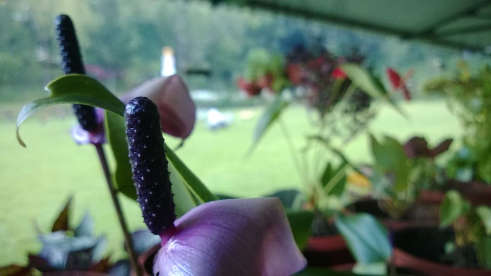 Photo of A weekend getaway - Kodaikanal 43/45 by Monali Monalisa