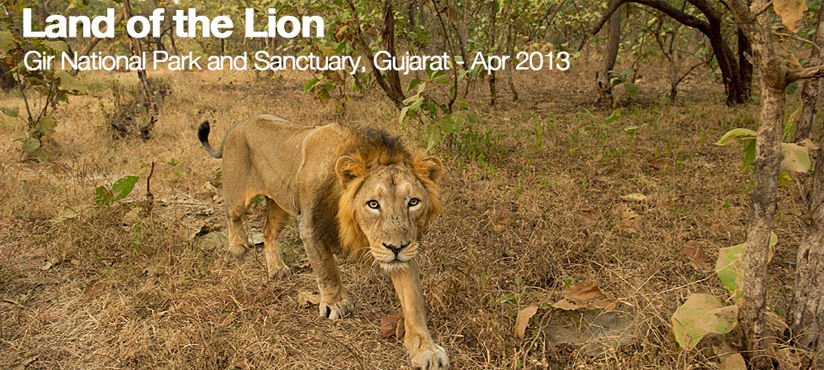 Photo of Gir National Park, India 2/2 by FreakyTraveller