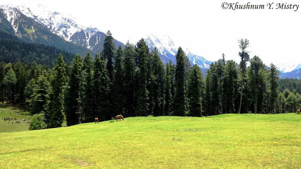 Pahalgam The Valley Of Shepherds Tripoto