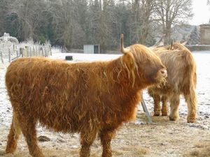 The Lovely Scottish Highlands