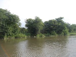 Ratargul Swap Forest: The Desi Amazon