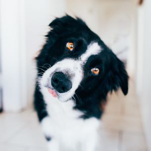 This Photographer is Travelling the World to Hide His Dog. Can You Find Him?