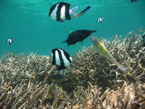 Experience of a lifetime: Underwater sea walk and parasailing!!!