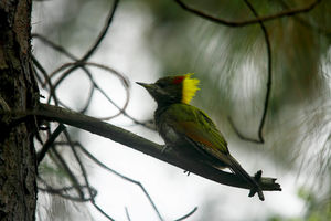 Backpacking in the Himalayas – Birds, the jungle and tigers