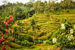 The Rice Terraces of Bali