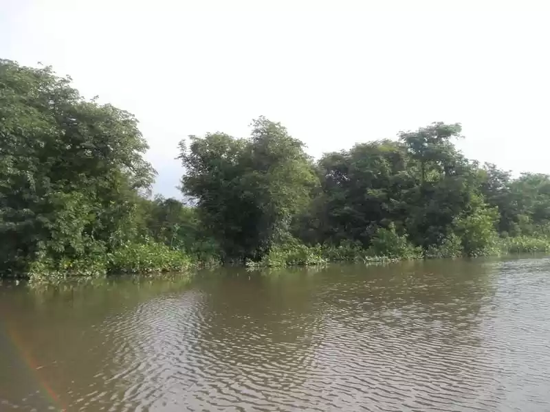 Photo of Ratargul Swap Forest