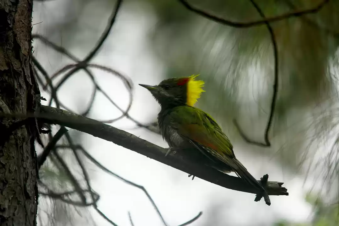 Photo of Backpacking in the H