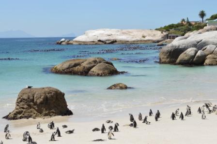 Photo of South Africa: the wild calling... 7/10 by Shubhi Agarwal