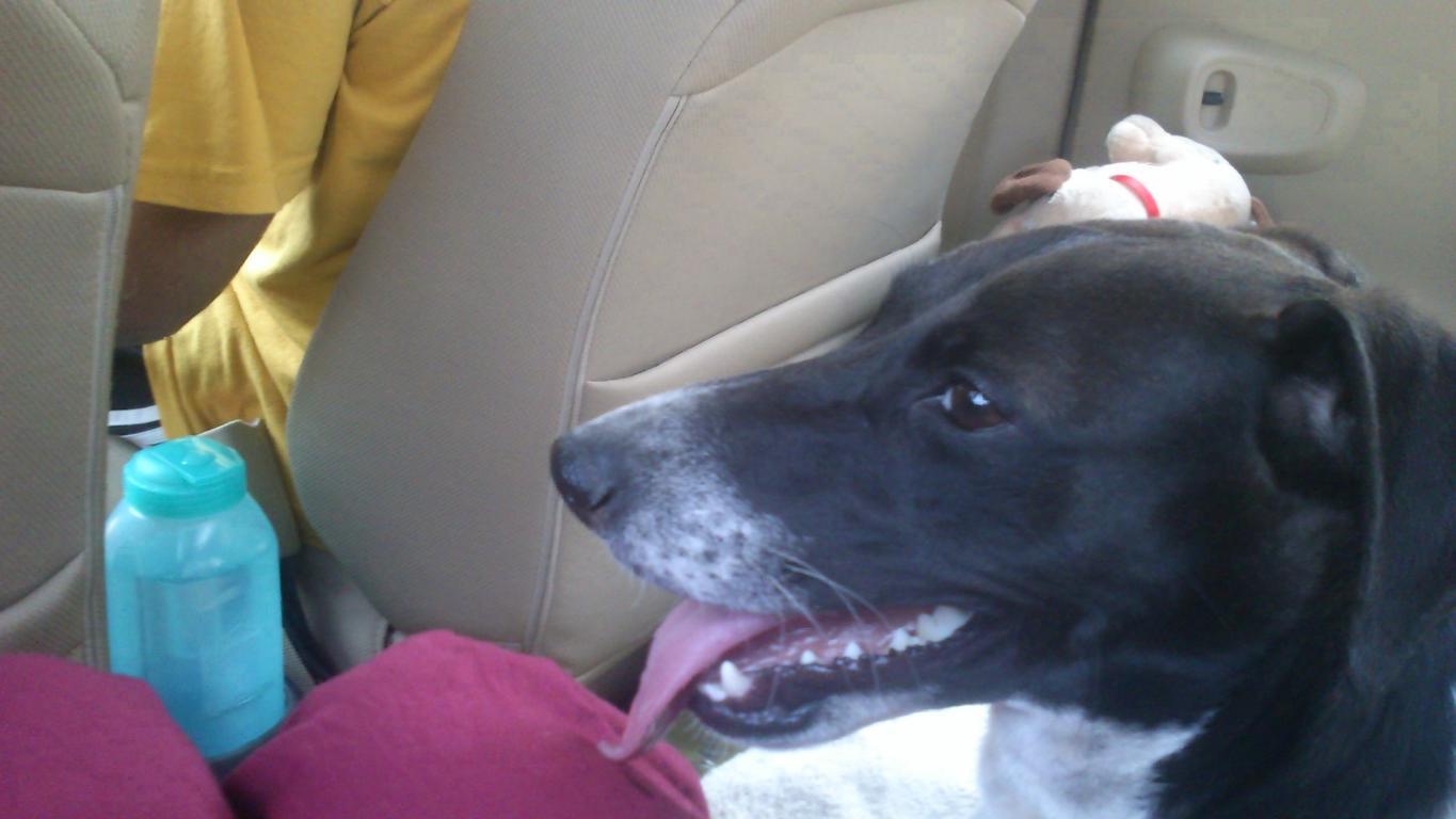 Photo of Ananthagiri Hills: Adventures of Roadtrippin’ Pippin, part 1 19/22 by Sarah