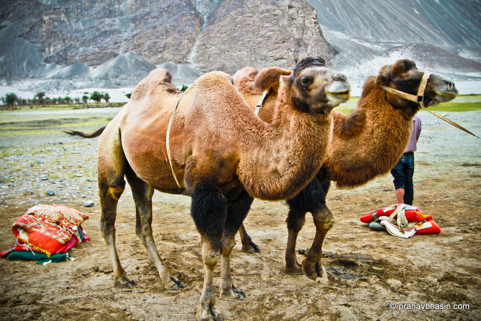 Photos of All You Need To Know About The Iconic Manali to Leh Road Trip 20/26 by Tripoto
