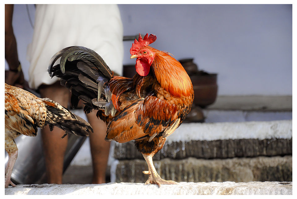 Pazhayannur Bhagavathy Temple A very unique temple in Kerala. by Manoo J. Tripoto