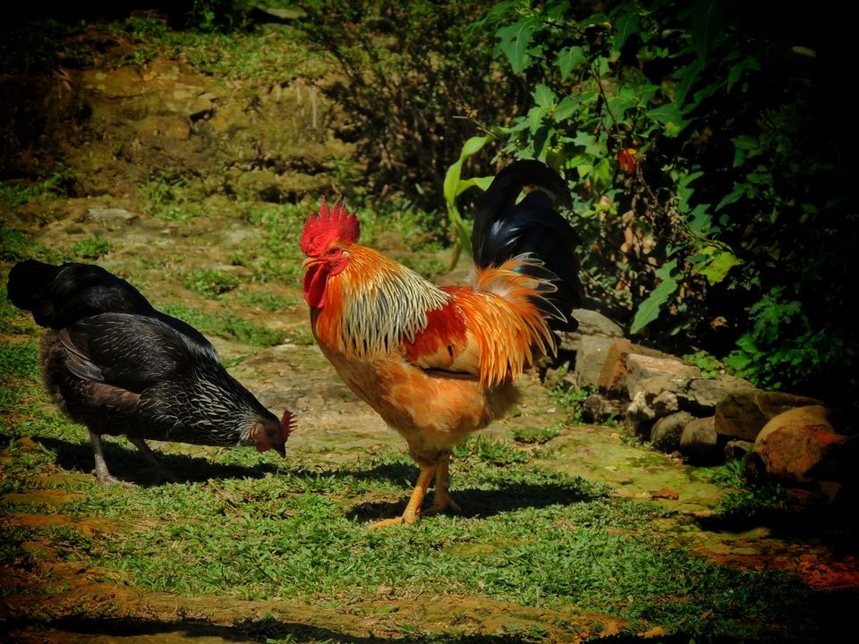 Photos of Mawlynnong~Asia's Cleanest Village! The visit to Meghalaya is incomplete if this goes untouched. 6/8 by pshrutika