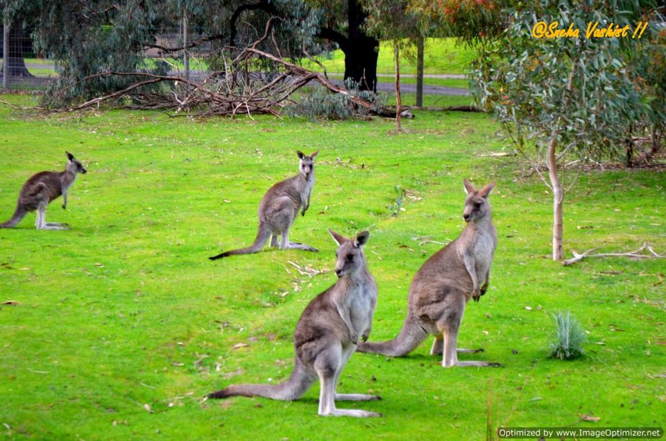 Kangaroo Land Kangaroo Land