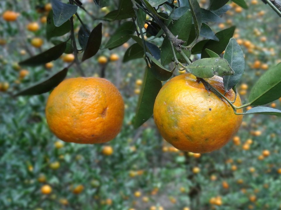 Chhota Mangwa The land of orange orchards and perdurable beauty by