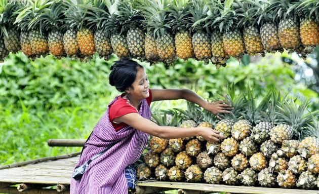 pineapples shilong