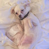 Profile photo of Amadeus