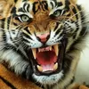Photo of Ranthambore Safari Booking