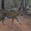 Profile photo of Tadoba Andhari National Park