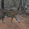 Photo of Tadoba Andhari National Park