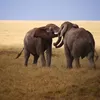 Photo of Tanzania Safari Tour Operators in Moshi and Arusha With AFRICA NATURAL TOURS