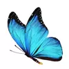 Photo of Chrysalis