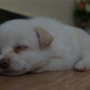 Profile photo of PG