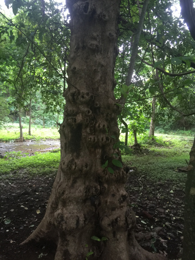 Photo of Hidden Waterfall trail of Gujarat-dediapada forest by Mohal Banker