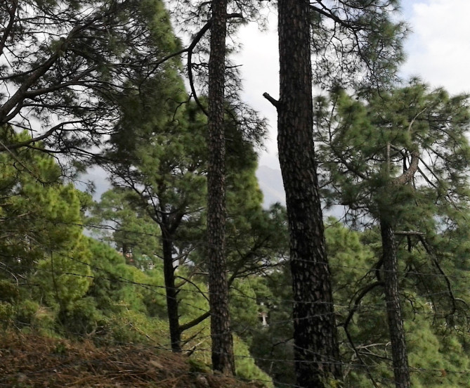 Photo of A Few Days In Himachal by Jayati Sen