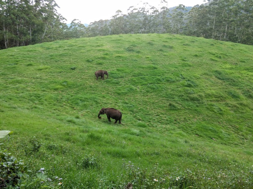 Photo of Pullu Medu, Elephant View Point, Kannan Devan Hills, Kerala, India by Hithesh Bhat